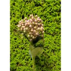 Hortenzia bimbós 2 virág 53cm - Rózsaszín