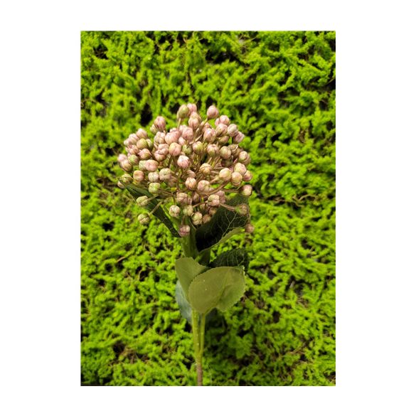 Hortenzia bimbós 2 virág 53cm - Rózsaszín