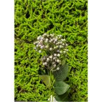 Hortenzia bimbós 2 virág 53cm - Kék