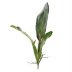 Orchidea levelek Cattleya 53cm - Zöld