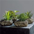 Agave pozsgások kövön 12-15 cm - 4 féle