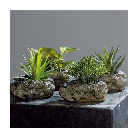 Agave pozsgások kövön 12-15 cm - 4 féle