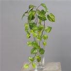 Pothos 3 ág 60cm