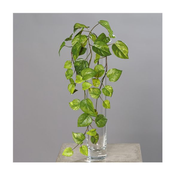 Pothos 3 ág 60cm