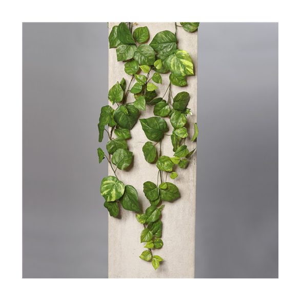 Pothos csüngő 180cm