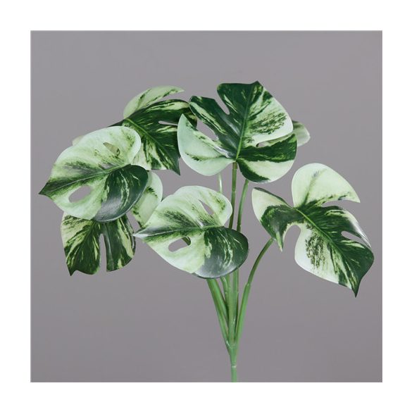 Monstera 36cm 7 levél - Zöld-krém