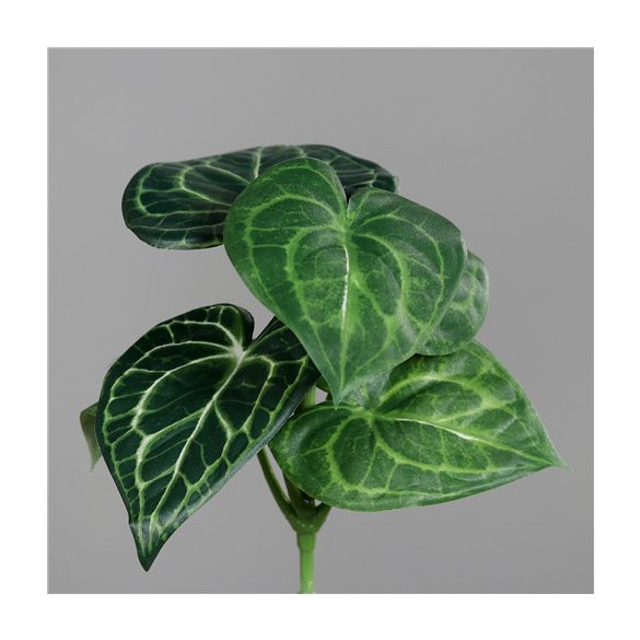Syngonium pick 6 levél 25cm - Zöld