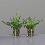 Páfrány üveg pohárban 20 cm - 2 féle