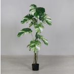 Spilto-Philo-plant fekete cserépben 150 cm- Fehér-zöld