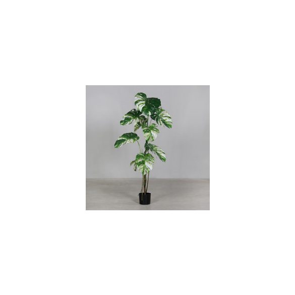 Spilto-Philo-plant fekete cserépben 150 cm- Fehér-zöld