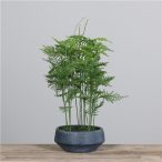 Páfrány polirezin tálban 53 cm