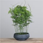 Páfrány polirezin tálban 70 cm