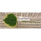 Hosta levél - Fehér-zöld