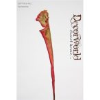 Selyemvirág Sarracenia műanyag 53cm zöld-piros