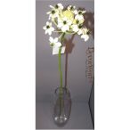 Ornithogallum zöld-fehér 72cm Akciós