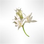 Liliom 68cm - Fehér