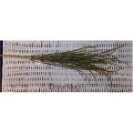 Carex bokor 84cm - Zöld-piros