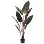 Strelizia plant 160cm - Burugndy (műanyag cserépben)