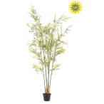   Bamboo x5 175cm - (UV/időjárás álló) (műanyag cserépben)