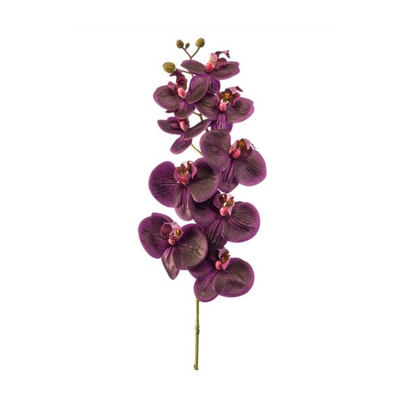 Phalaenopsis sprax 90cm - Lila