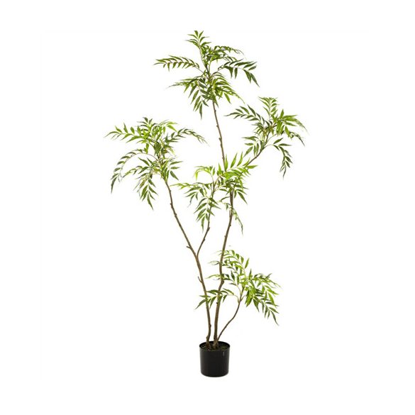 Mahonia forunei 180cm (műanyag serépben)