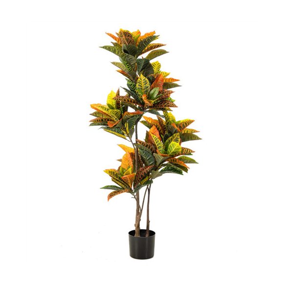 Croton plant 135cm