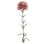 Dianthus spray 67cm - Rózsaszín