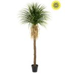 Yucca plant UV 260cm (műanyag cserépben)