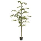 Bucida tree 210cm (műanyag cserépben)