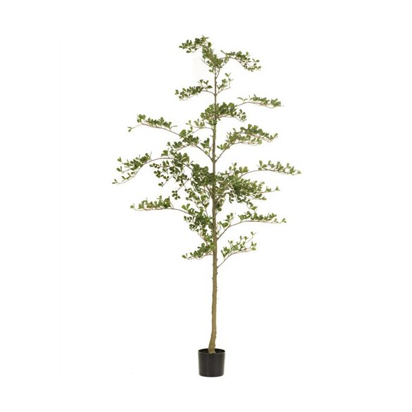 Bucida tree 210cm (műanyag cserépben)