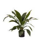 Aspidistra 70cm (műanyag cserépben)