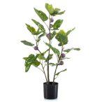 Fig tree 75cm (műanyag cserépben)