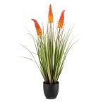 Kniphofia 90cm - Narancs