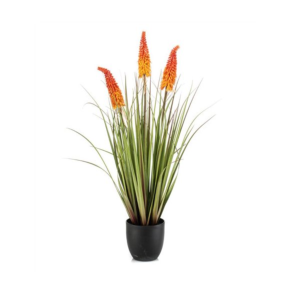 Kniphofia 90cm - Narancs