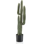 Cactus euphorbia canariensis 75cm (műanyag cserépben)