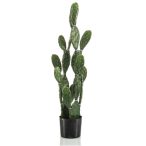 Cactus myrtillo 100cm (műanyag cserépben)