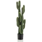 Cactus euphorbia ingens 125cm (műanyag cserépben)