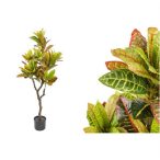 Croton fa 120 cm - Fekete cserépben
