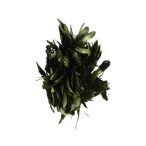 GÖMB TOLL D15 AKASZTÓS ZÖLD