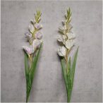 Szálas kardvirág - 2 színben