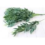 Ruscus ág 60cm (fűzfalevél) - Zöld s/12db