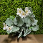 Hamvas muskátli bokor 35 cm - Fehér