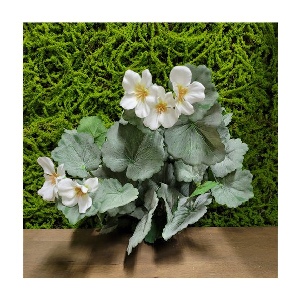 Hamvas muskátli bokor 35 cm - Fehér