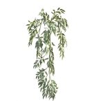 Ruscus futó 130cm - Púder zöld