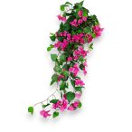 Bougainvillea liana 85cm - Fuchsia