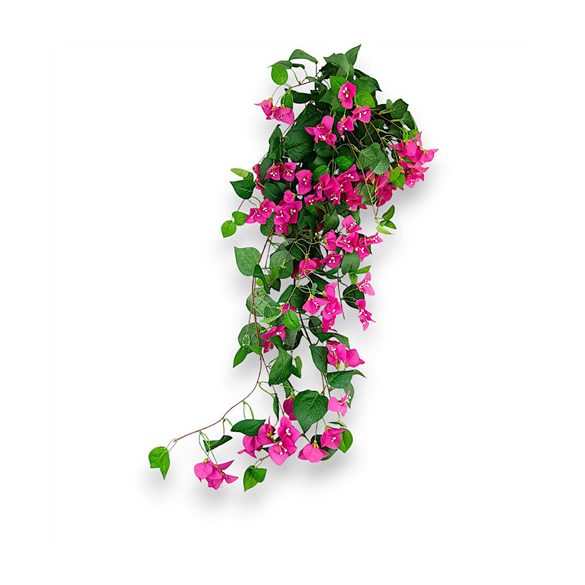 Bougainvillea liana 85cm - Fuchsia