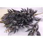 Ruskus ág 60cm (fűzfalevél) - Szilva lila S/12