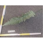 Páfrány 65 cm - Hamvas zöld