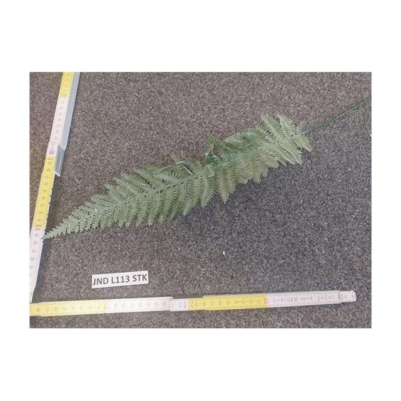 Páfrány 65 cm - Hamvas zöld