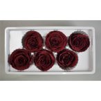 Örökrózsa 6cm - Bordó (6db/dob)